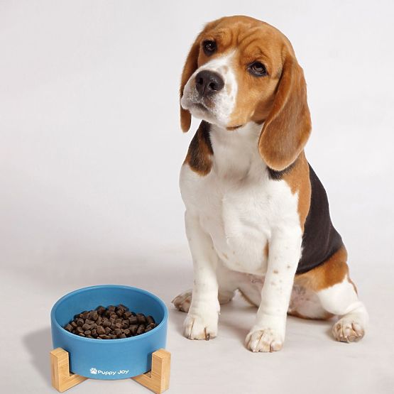 Bol en céramique pour chien ou chat bleu PJ-033