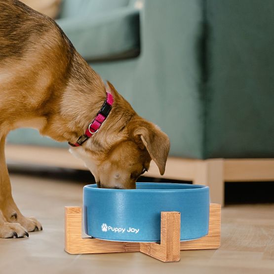 Bol en céramique pour chien ou chat bleu PJ-033