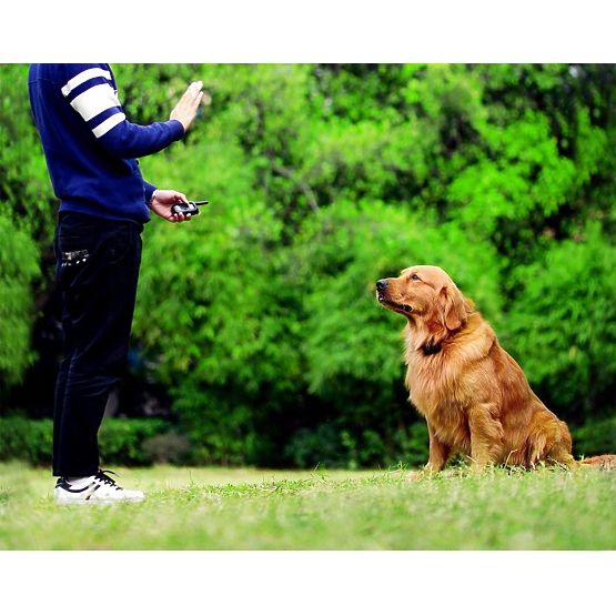 COLLIER D'ENTRAÎNEMENT ÉLECTRIQUE POUR CHIEN pj-098