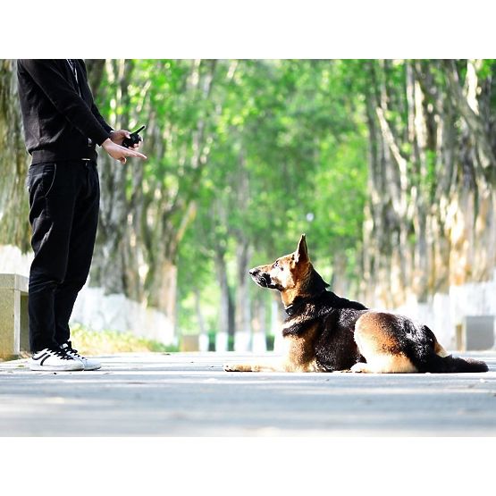 COLLIER D'ENTRAÎNEMENT ÉLECTRIQUE POUR CHIEN pj-098