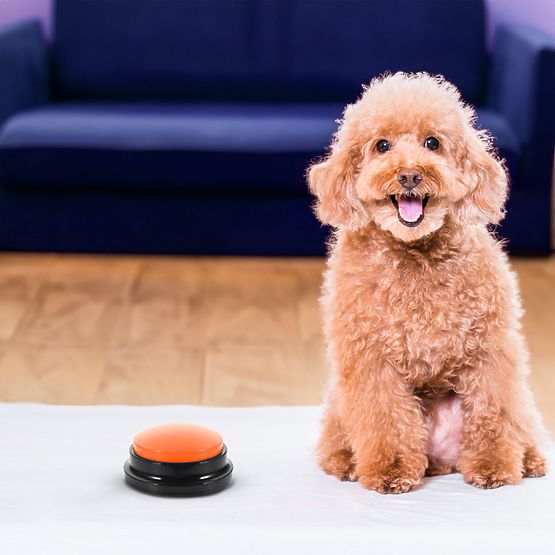 Ensemble de 4 boutons de communication pour chien TALKER