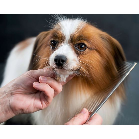 Ensemble de ciseaux pour animaux GROMMY pour chien et chat