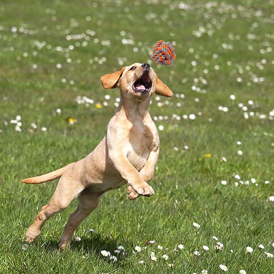 Ensemble de jouets à tirer pour chiens SPANKY 5 pièces