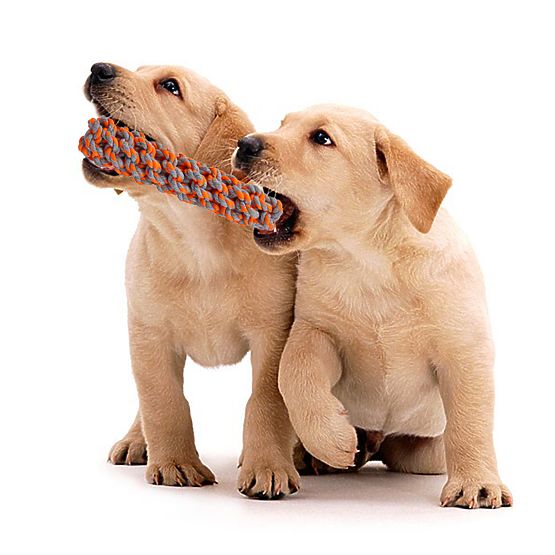 Ensemble de jouets à tirer pour chiens SPANKY 5 pièces