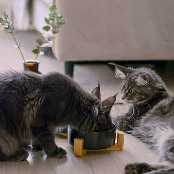 GAMELLE POUR NOURRITURE ET EAU POUR ANIMAUX NOIRE 331579