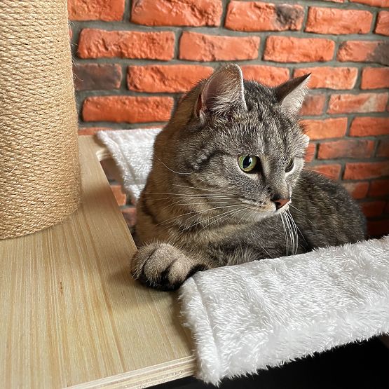 Grand arbre à chat Beige 255-265cm P70503