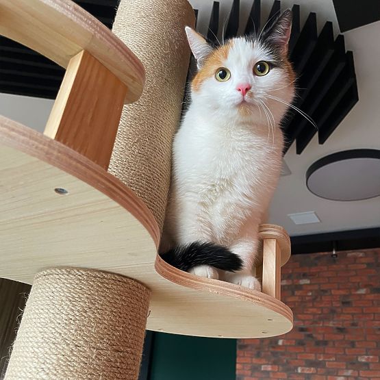 Grand arbre à chat Beige 255-265cm P70503