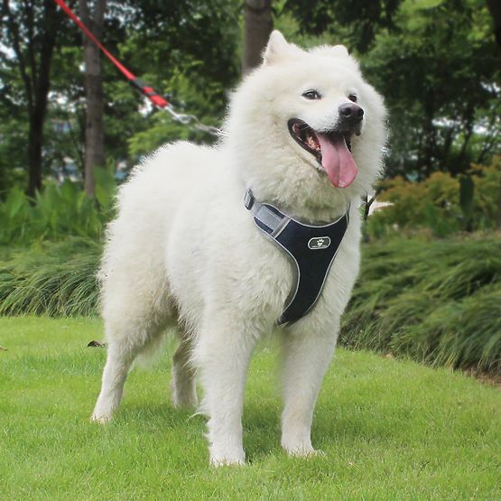 Harnais d'entraînement pour chien ASTRO bleu marine taille XL