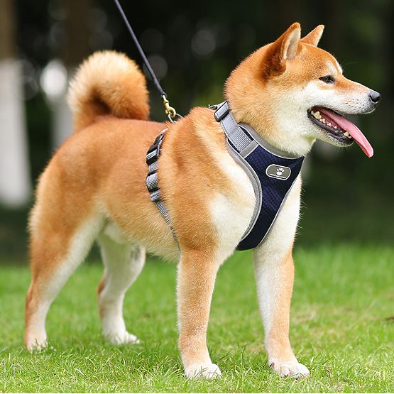 Harnais d'entraînement pour chien ASTRO bleu marine taille XL