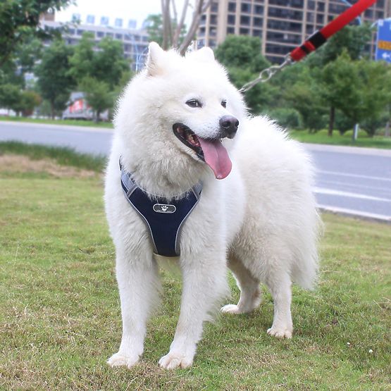 Harnais d'entraînement pour chien ASTRO bleu marine taille XL