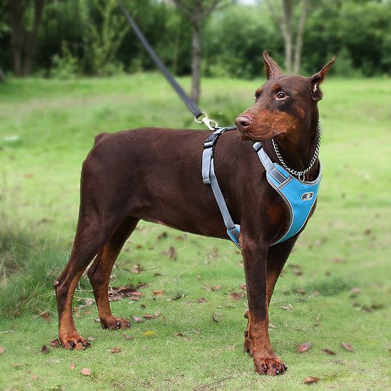 Harnais d'entraînement pour chien ASTRO bleu taille XL