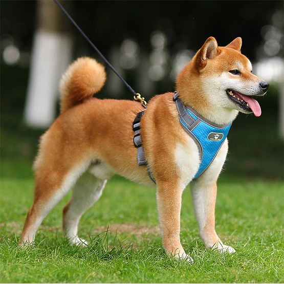Harnais d'entraînement pour chien ASTRO bleu taille XL