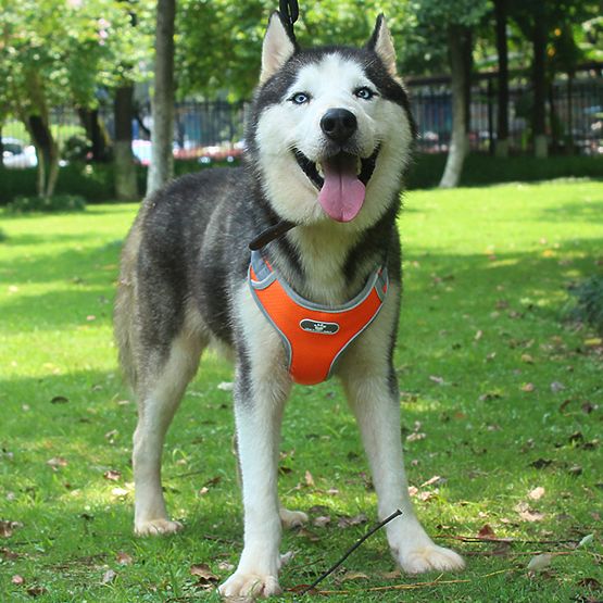 Harnais d'entraînement pour chien ASTRO orange taille L