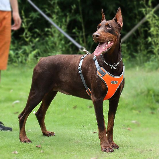 Harnais d'entraînement pour chien ASTRO orange taille L