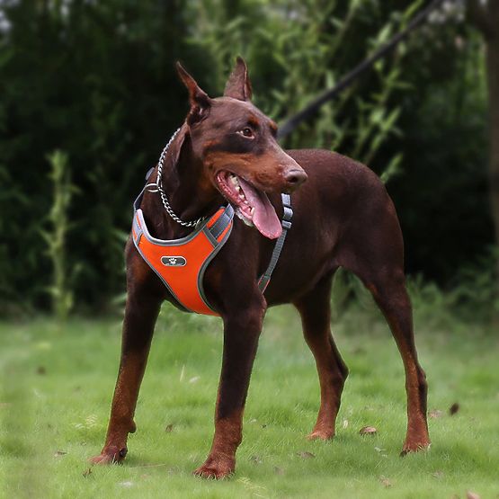Harnais d'entraînement pour chien ASTRO orange taille L
