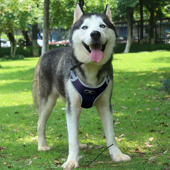 Harnais d'entraînement pour chiens ASTRO bleu taille L