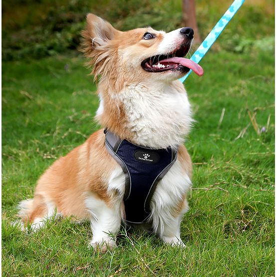 Harnais d'entraînement pour chiens ASTRO bleu taille M