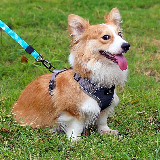 Harnais d'entraînement pour chiens ASTRO bleu taille S