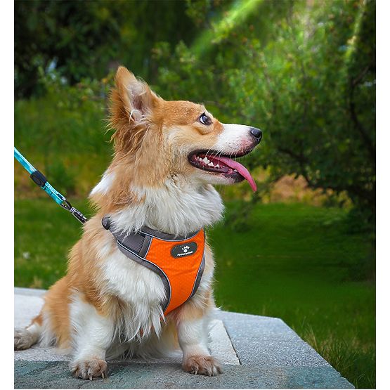 Harnais d'entraînement pour chiens ASTRO orange taille M