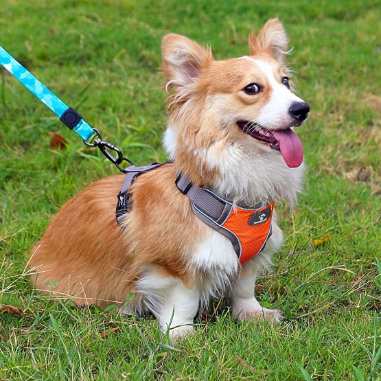 Harnais d'entraînement pour chiens ASTRO orange taille M
