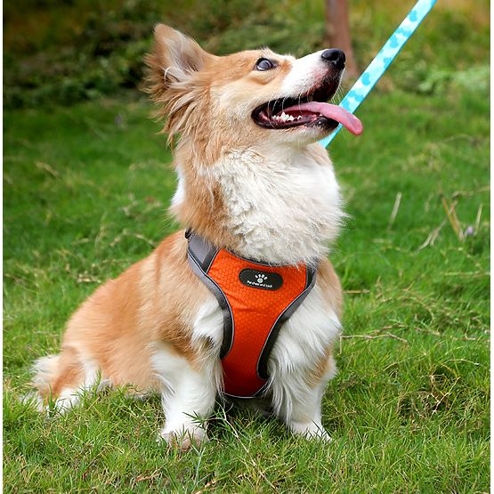 Harnais d'entraînement pour chiens ASTRO orange taille S