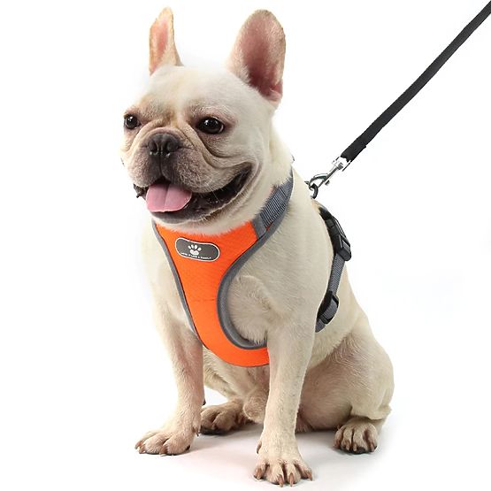 Harnais d'entraînement pour chiens ASTRO orange taille S