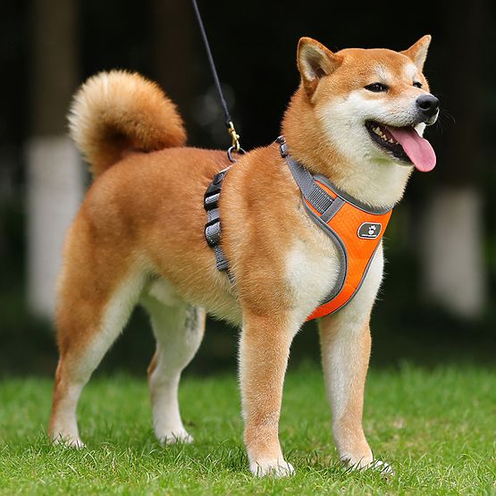 Harnais de marche d'entraînement pour chien ASTRO orange taille XL