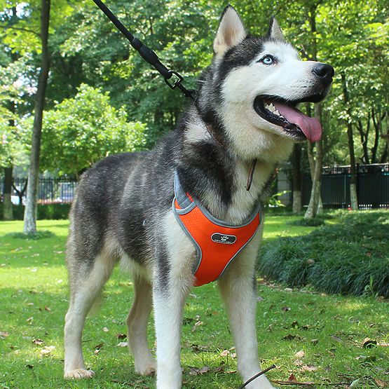 Harnais de marche d'entraînement pour chien ASTRO orange taille XL