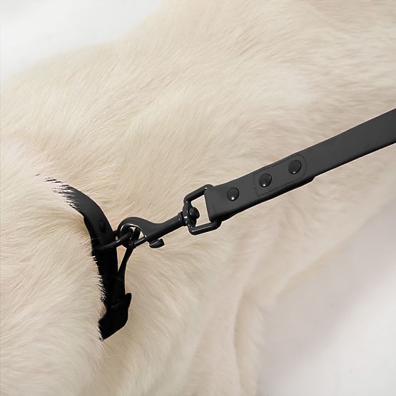 Laisse et collier pour chien PJ-067 noir S