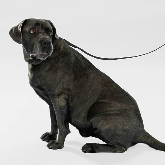 Laisse et collier pour chien PJ-067 noir S