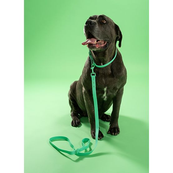 Laisse et collier pour chien PJ-069 vert S