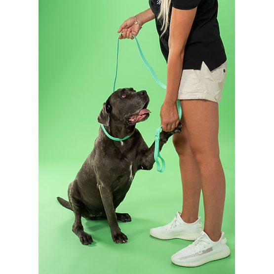 Laisse et collier pour chien PJ-069 vert S