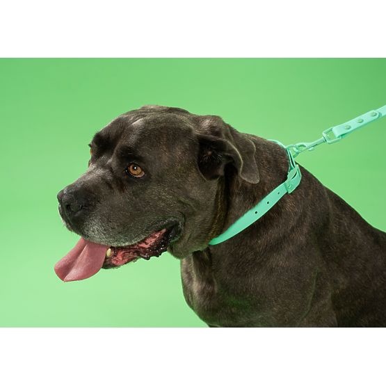 Laisse et collier pour chien PJ-069 vert S