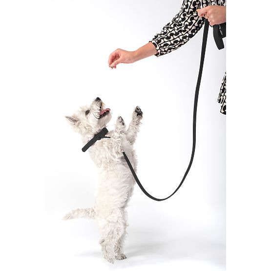 Laisse et collier pour chien PJ-071 noir M