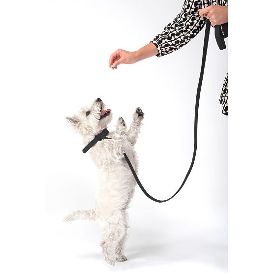 Laisse et collier pour chien PJ-071 noir M