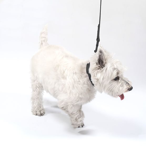 Laisse et collier pour chien PJ-071 noir M