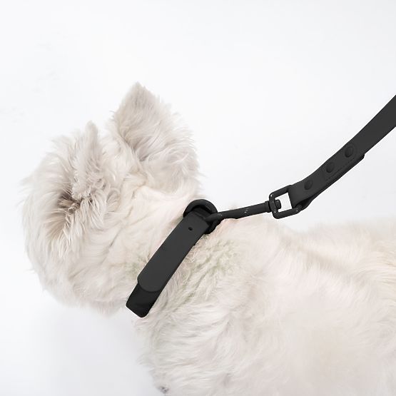 Laisse et collier pour chien PJ-071 noir M