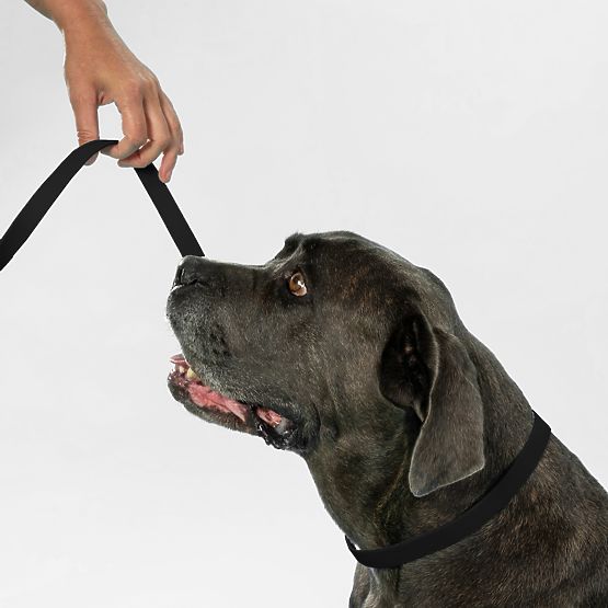 Laisse et collier pour chien PJ-071 noir M