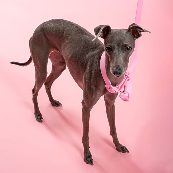 Laisse et collier pour chien PJ-072 rose M