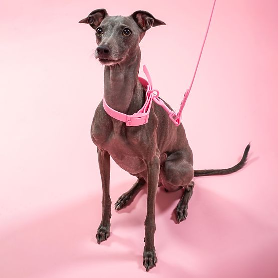 Laisse et collier pour chien PJ-072 rose M