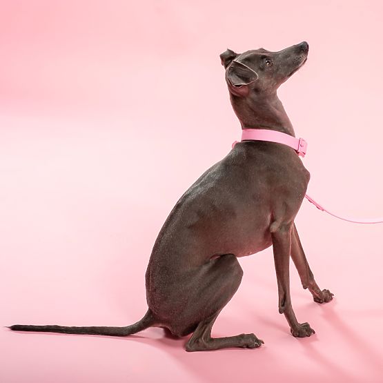 Laisse et collier pour chien PJ-072 rose M