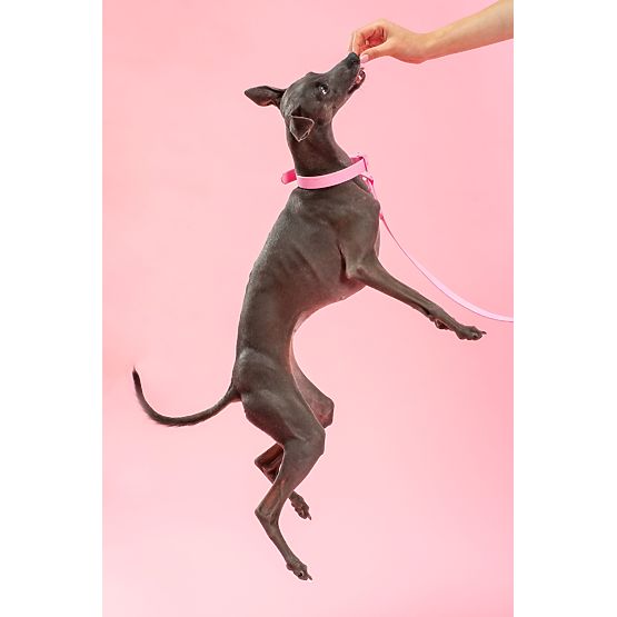 Laisse et collier pour chien PJ-072 rose M