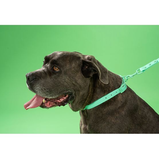 Laisse et collier pour chien PJ-073 vert M