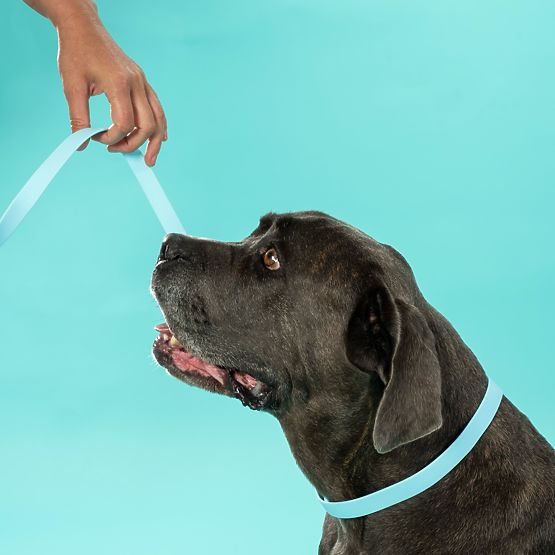 Laisse et collier pour chien PJ-074 bleu M