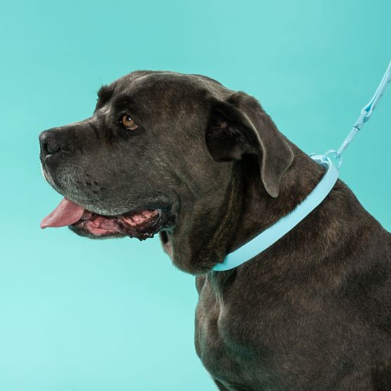 Laisse et collier pour chien PJ-074 bleu M