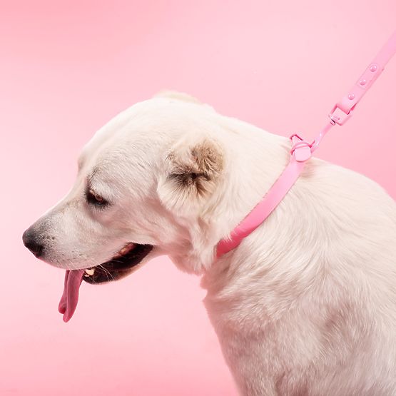 Laisse et collier pour chien PJ-076 rose L