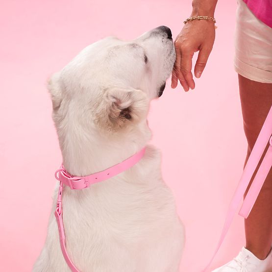 Laisse et collier pour chien PJ-076 rose L