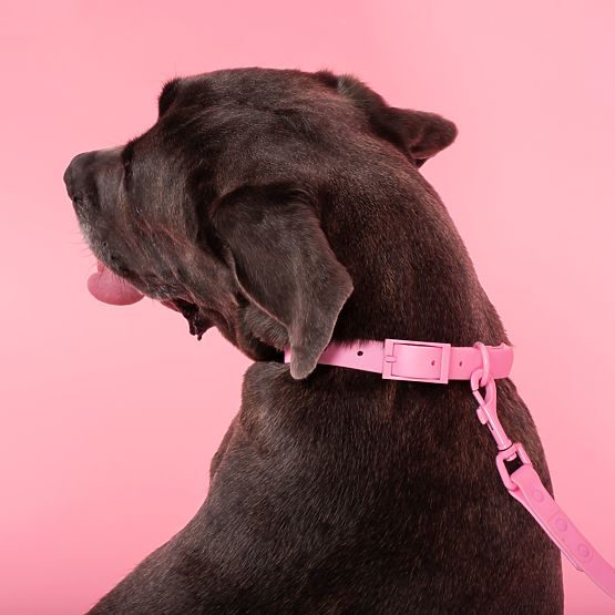 Laisse et collier pour chien PJ-076 rose L