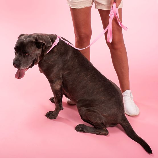 Laisse et collier pour chien PJ-076 rose L