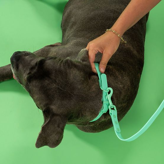 Laisse et collier pour chien PJ-077 vert L